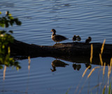 A Mother's Brood by Pistos, photography->birds gallery