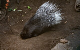 Contented Porcupine by Pistos, photography->animals gallery