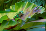 Frog in a Fern by flanno2610, photography->reptiles/amphibians gallery