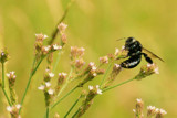 Bee Heaven by 100k_xle, Photography->Insects/Spiders gallery