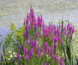Purple Loosestrife by Tomeast, photography->flowers gallery