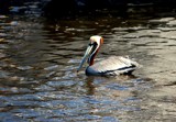 Life On The Gulf by LakeMichigan, photography->birds gallery