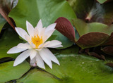 Water Lily by Pistos, photography->flowers gallery