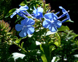 Plumbago by trixxie17, photography->flowers gallery