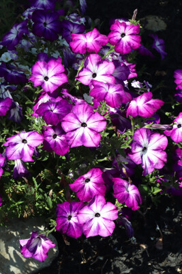 Click here to view at full resolution.