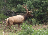 Mr. Wapiti by LedsLens, Photography->Animals gallery