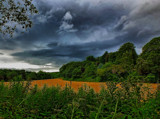 Field of Gold by biffobear, photography->landscape gallery