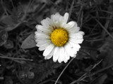 Daisy by Novice, Photography->Flowers gallery