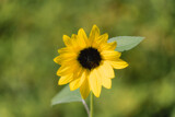 Common Sunflower by Pistos, photography->flowers gallery