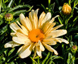 Banana Rum Echinacea by trixxie17, photography->flowers gallery