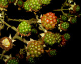 tonight starring: blackberries by Marzena, photography->gardens gallery