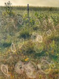 Busy by Starglow, photography->insects/spiders gallery