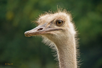 Click here to view at full resolution.