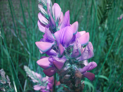 Click here to view at full resolution.