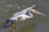 Water Skimmer by rahto, photography->birds gallery