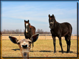  Sir...I'm A Horse, Too by Jimbobedsel, Photography->Animals gallery