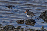 Oystercatcher by biffobear, photography->birds gallery