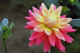 Double coloured Dahlia by Ramad, photography->flowers gallery