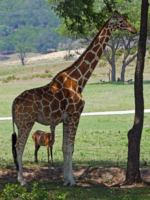 Click here to view at full resolution.