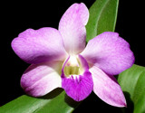 Orchid Bloom by moongirl, Photography->Flowers gallery