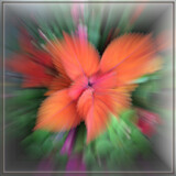 Coleus 2 with Zoom Blur by Flmngseabass, photography->manipulation gallery