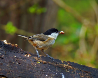 Click here to view at full resolution.