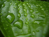 Drops by sunnymay, Photography->Macro gallery