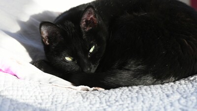 Click here to view at full resolution.