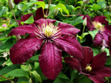 Clematis by BossCamper, Photography->Flowers gallery
