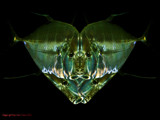 Do you like fish ? by Paul_Gerritsen, Photography->Animals gallery
