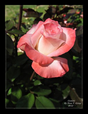 Click here to view at full resolution.