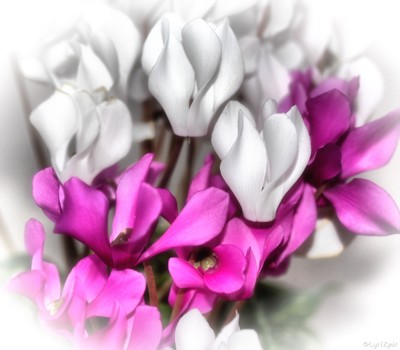 Click here to view at full resolution.