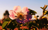 Dog Rose Sunkissed. by Mythmaker, Photography->Flowers gallery