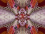 More Flower Power by bfrank, abstract gallery