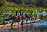 Log Jam by busybottle, photography->birds gallery