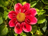 Dahlia Bloom #1 by tigger3, photography->flowers gallery