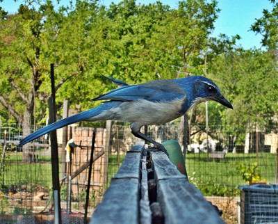 Click here to view at full resolution.