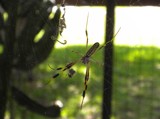 Young Banana Spider by sunny184, photography->insects/spiders gallery