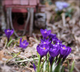 Finally! by nanadoo, photography->flowers gallery