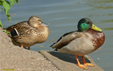 Mad Ducks, and Englishmen by gonedigital, Photography->Birds gallery