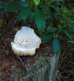 Another 'Shroom by Pistos, photography->mushrooms gallery