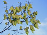 Tree Pods by jerseygurl, photography->nature gallery