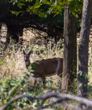 Wanderer by Pistos, photography->animals gallery