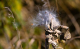 Milkweed Distribution Centers (1) by Pistos, photography->nature gallery