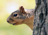 Around The Tree by rahto, photography->animals gallery