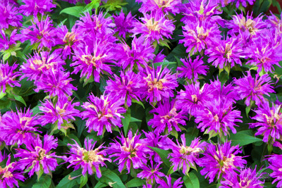 Click here to view at full resolution.