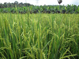 Paddy field #2 by sahadk, Photography->Food/Drink gallery