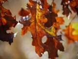 Autumn Color 2 by gerryp, Photography->Nature gallery