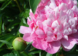 The Ant, The Peony and The Bud by jerseygurl, photography->flowers gallery