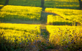 Sugar Cane by mikesaunders, Computer->Landscape gallery